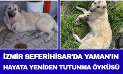 İzmir Seferihisar'da Yaman'ın Hayata Yeniden Tutunma Öyküsü