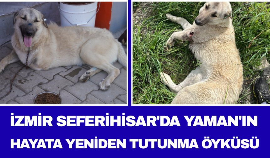İzmir Seferihisar'da Yaman'ın Hayata Yeniden Tutunma Öyküsü